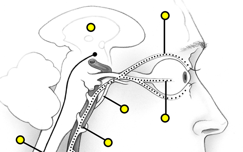 Anatomy of Sympathetic Pathway